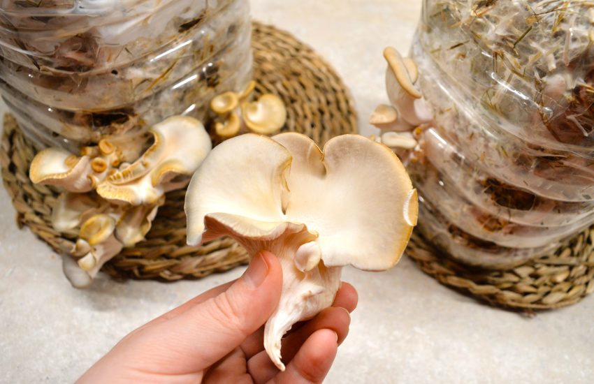 Kodus kasvatatud austerservik